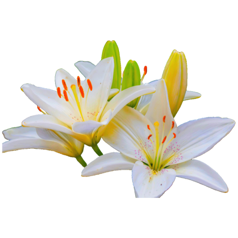 Lilium PNG transparent image download