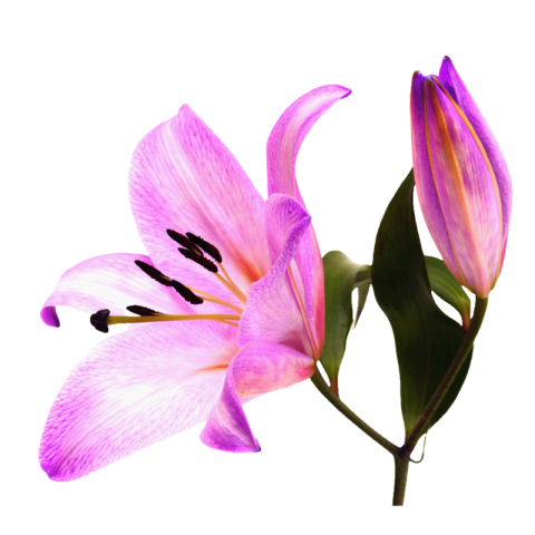 Lilium PNG Image Background