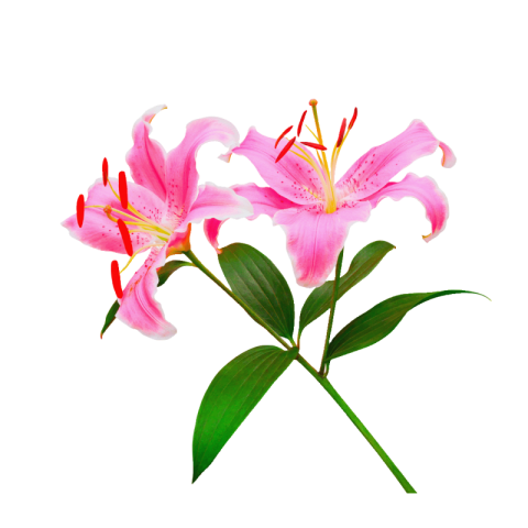 Lilium png transparent free