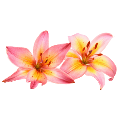 Lilium png transparent free download