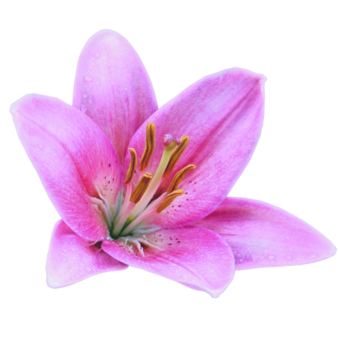 Lilium png transparent download