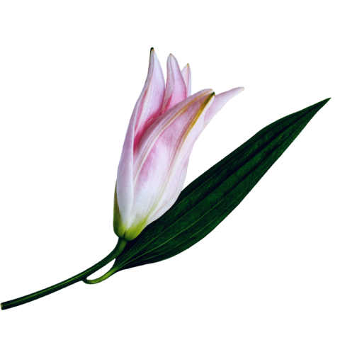 Lilium png transparent background