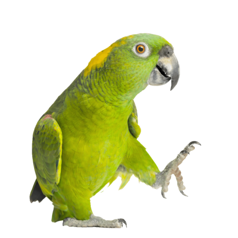 Parrot png images