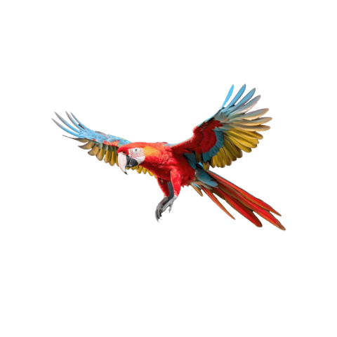 Transparent background parrot png