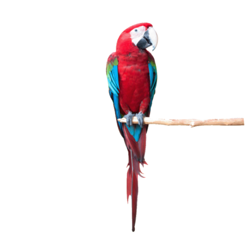 Red parrot png