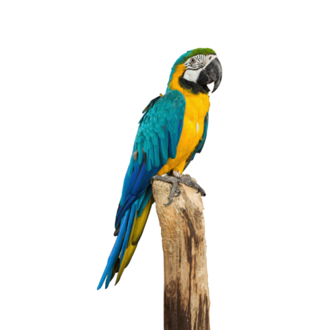 Parrot png images free download