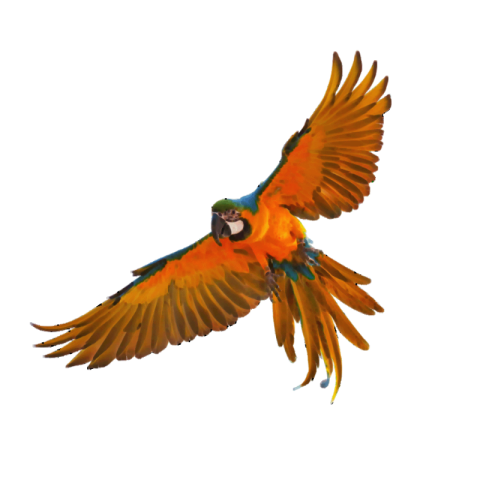 Parrot png images free