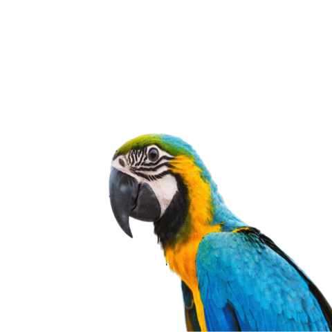 Parrot Png free download