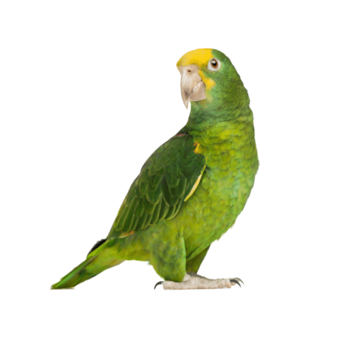 Green parrot png