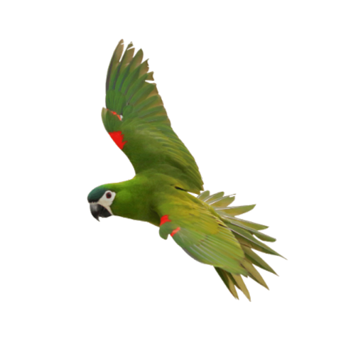 Flying green parrot png