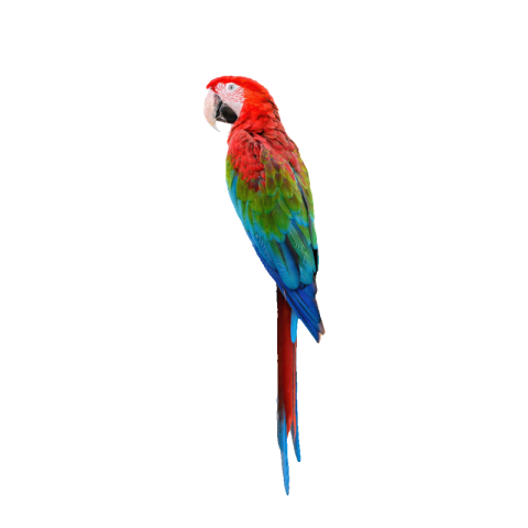 Parrot PNG images free download