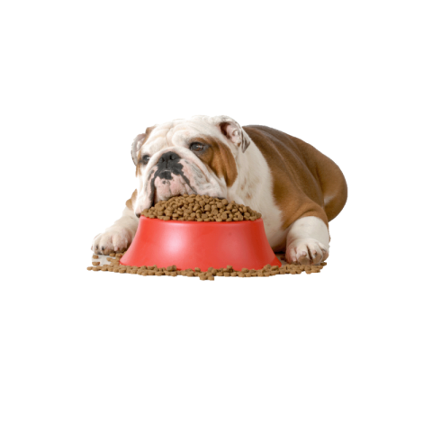 Dog food png transparent