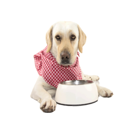 Dog food png image