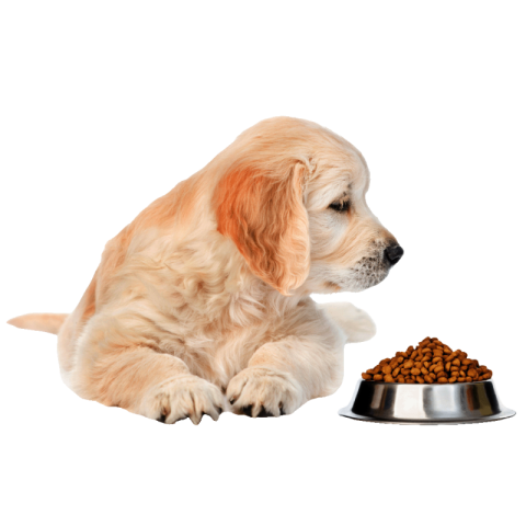 Dog food Png image with transparent background