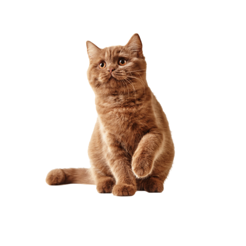 Cat png image hd