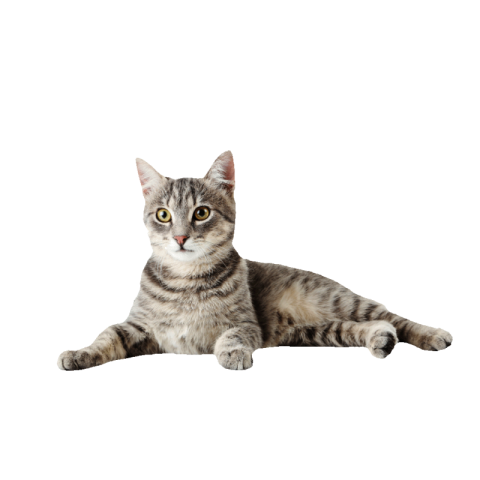 Cat png image free transparent