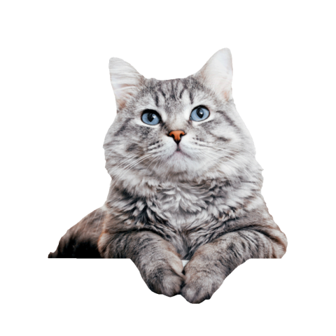 Cat pic png download