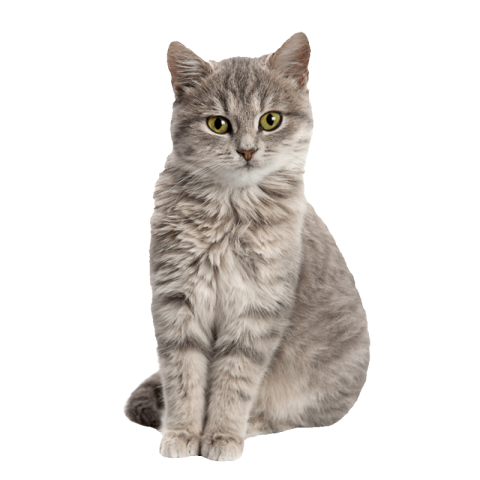 Cat image png transparent