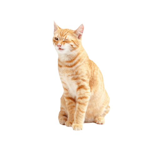 Cat png background