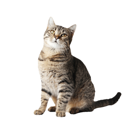 Cats png free images