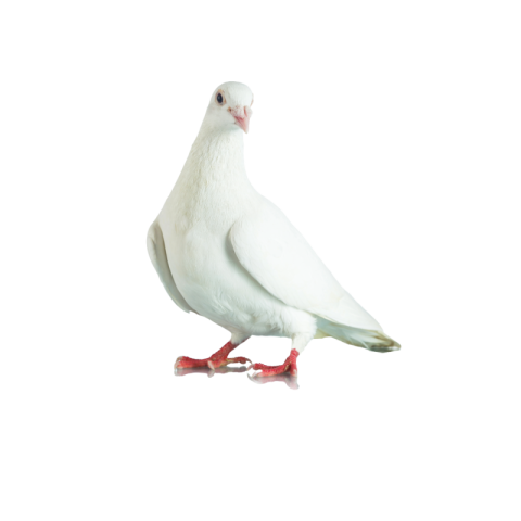 Pigeon png