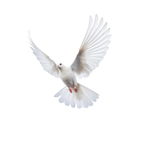 White flying pigeon png