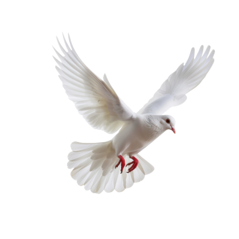 Pigeon png transparent