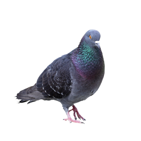 Pigeon png image free download