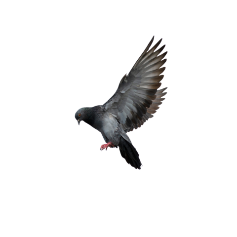 Flying pigeon png transparent