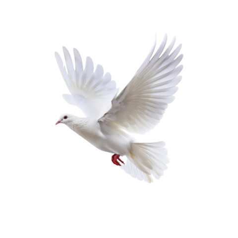 White flying pigeon png transparent