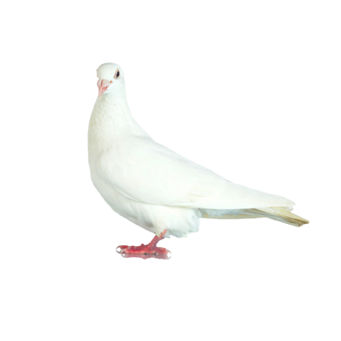 White pigeon png transparent