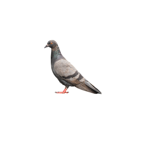 Pigeon png download