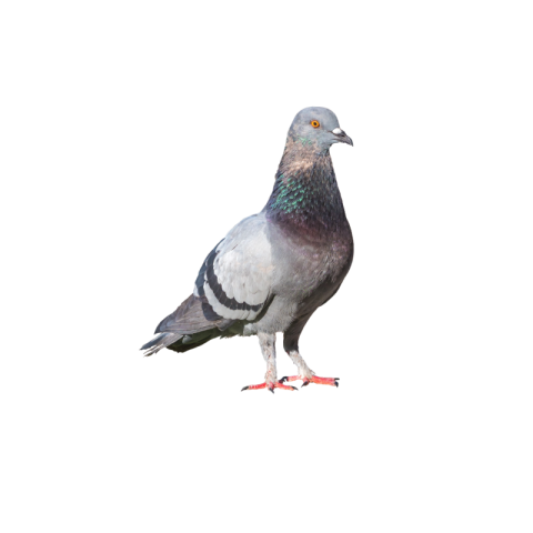 Pigeon png free download