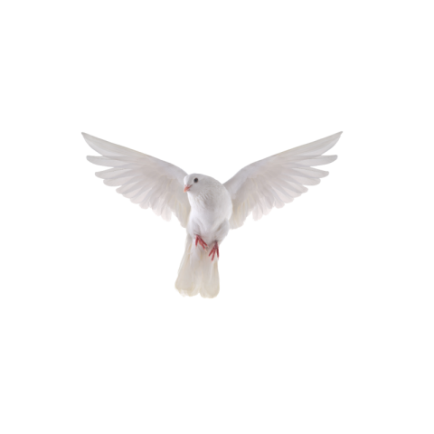 White pigeon flying png