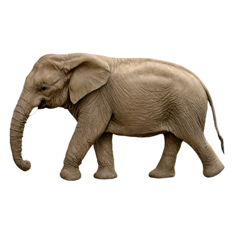 Elephant png