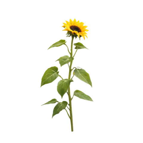 Sunflower png image