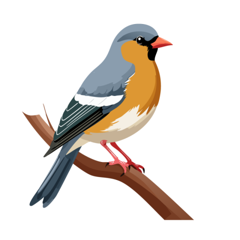 Birds png images