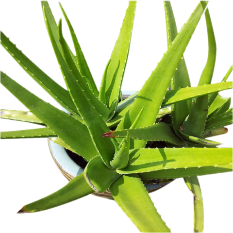 Aloe vera Png Image