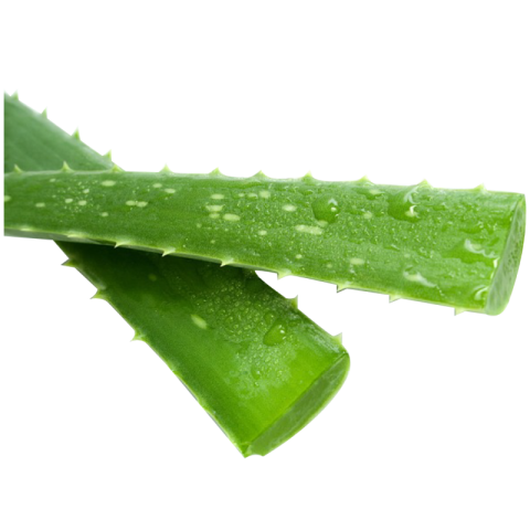 Aloe Vera png Image