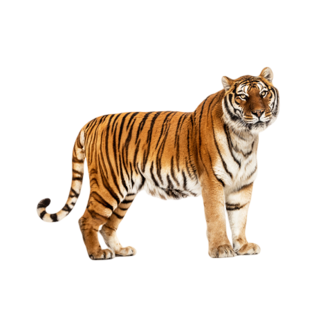 Tiger png images free download