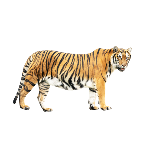 Tiger png background