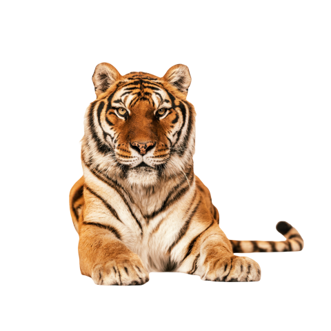 Tiger png images with transparent background hd