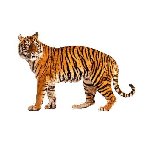 Tiger png image hd download