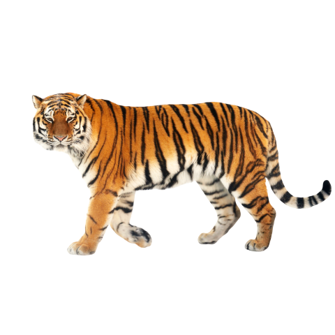 Tiger png transparent image download