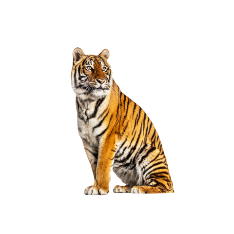 Tiger png transparent image free download
