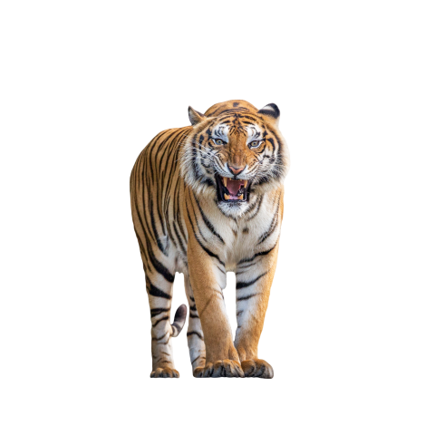 Tiger png transparent images free download
