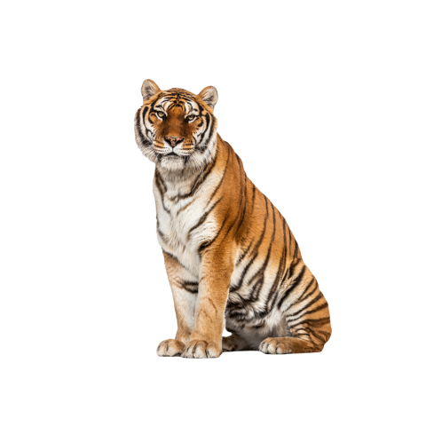Tiger png transparent background image