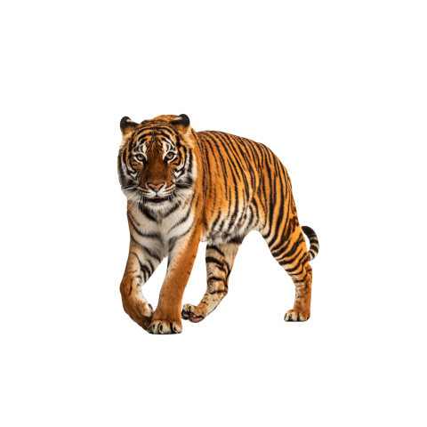 Tiger png transparent image download for free