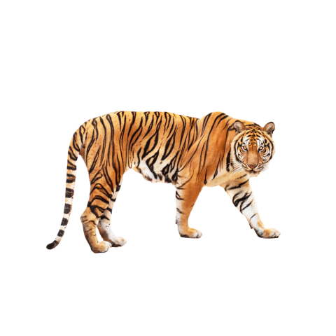Tiger png image free download