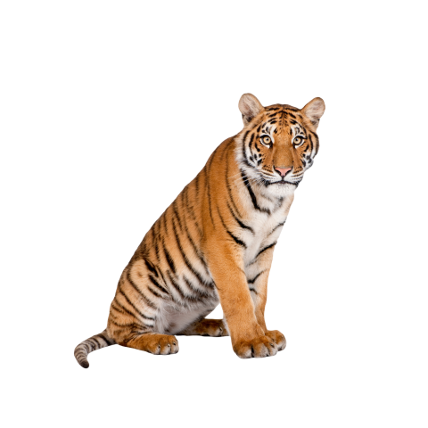 Tiger transparent background png